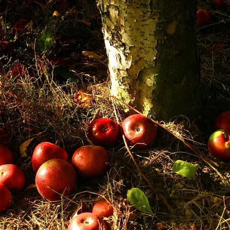 Appels onder een appelboom
