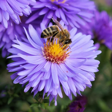 Bij op bloem