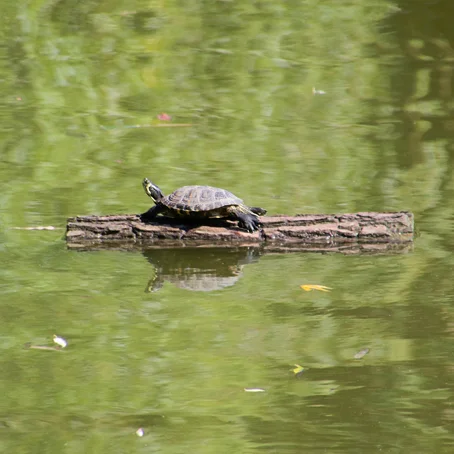 Schildpad op een drijvend stuk hout