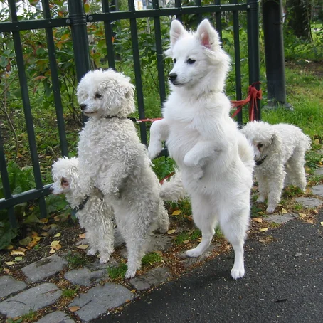 Honden op hun achterpoten