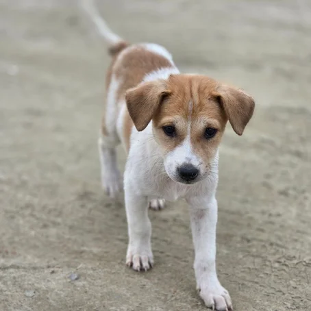 Pup