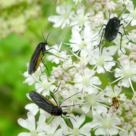 Rouwvliegjes op bloemen