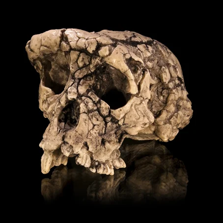 Schedel van Sahelanthropus tchadensis