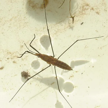 Schaatsenrijder op water