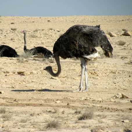 Struisvogel houdt zijn kop laag