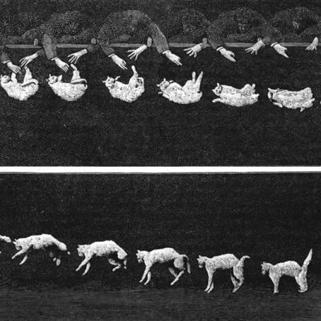 Beelden uit kattenfilmpje uit 1894