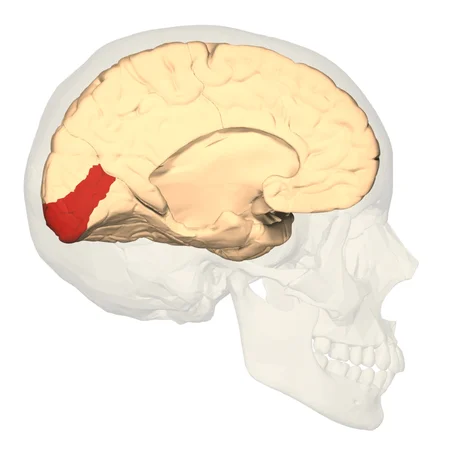 Visuele cortex aangegeven in dwarsdoorsnede hersenen