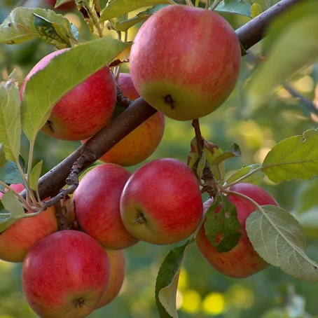 Appels aan boom