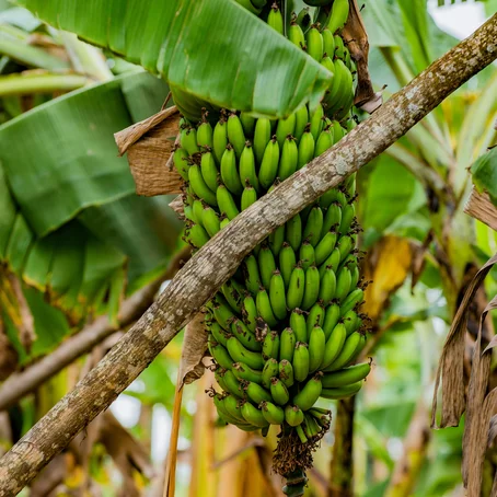 Tros bananen aan bananenplant