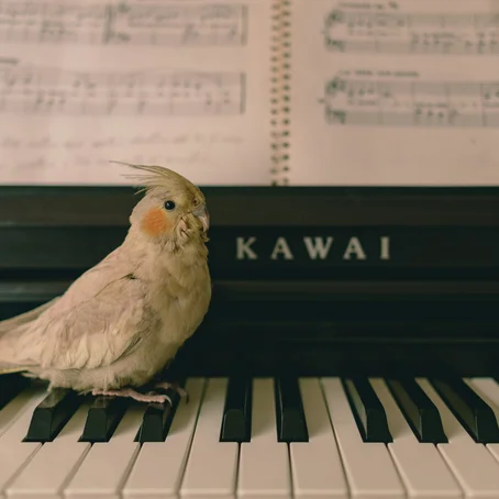 Parkiet op piano