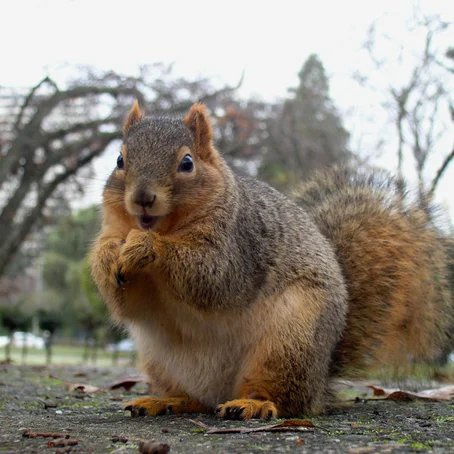 Eekhoorn in het park