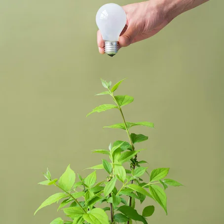 Een hand houdt een gloeilamp boven een plant