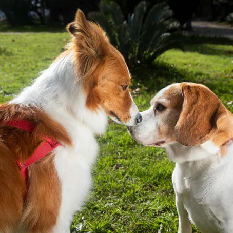 Twee honden snuffelen aan elkaar