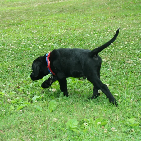 Snuffelende puppy