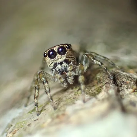 De 50.000e spinnenspoort