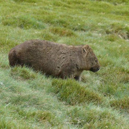 Wombat